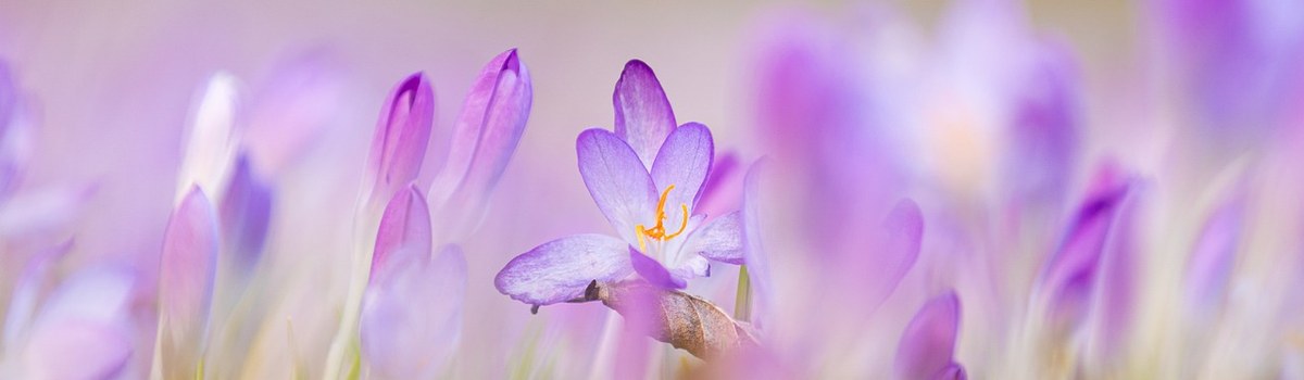tropfenmitblüte