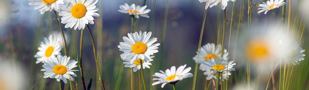 tropfenmitblüte