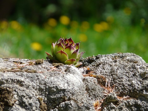 roof-houseleek-54074