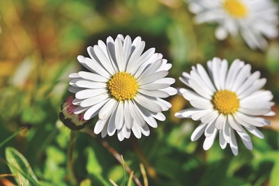 daisy-4100761_960_720