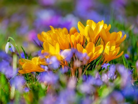 flower-4030138_1280