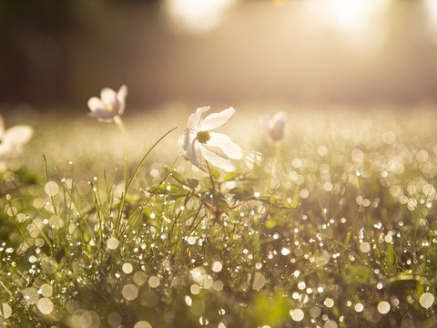 morning-4284120_1280