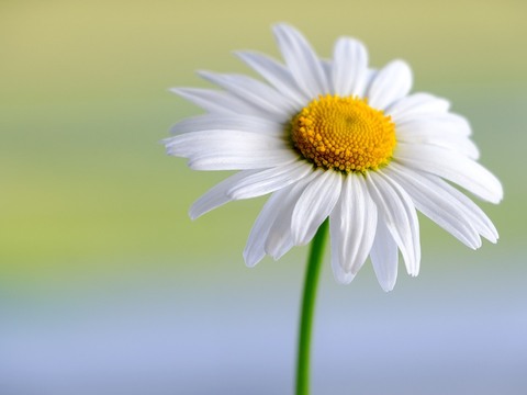 marguerite-5959944_1280