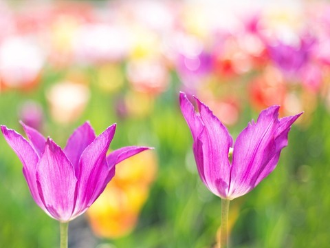 tulips-2201521_1280 (1)