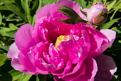 peony-3360782_640